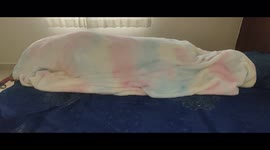 A cold morning where a labrador is cosy under the blanket and refuses to get out of the bed