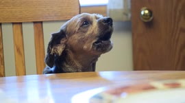 At dinner time Rusty makes his presence known. What a demanding pup!