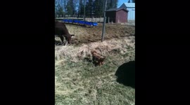 When he was a pup, Rusty tried to find ways to assert himself. Here, he talks to the big dogs.