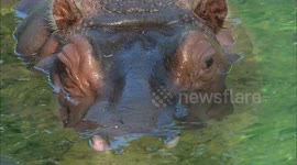 Okapis and hippos on display at African section of San Diego Zoo