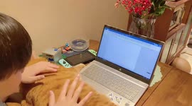 Pet owner pretends to use fat cat as laptop keyboard