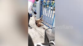 Kind food delivery rider saves hapless dog after its leg was stuck in metal gate