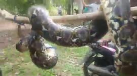 Youngsters carry giant 14ft-long python caught in forest in Indonesia