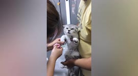 Pet kitten makes hilarious face while getting its nails trimmed