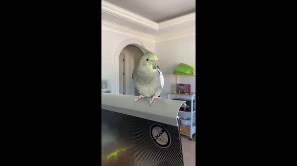 Talking and Singing Loud Pet Cockatiel Bird