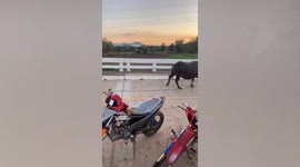 Pet dog hitches a ride by standing on moving buffalo