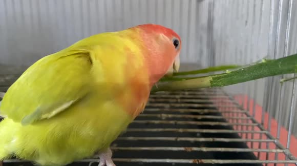 Pet Peach-Faced African Lovebird Preparing Her Nest for Incoming Babies