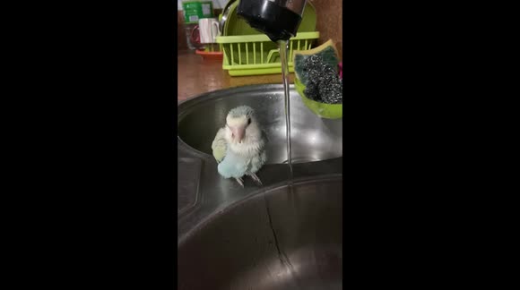 Fluffy Pet African Lovebird Taking a Cute Quick Bath