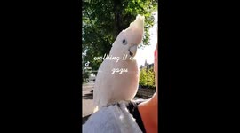 Mischievous cockatoo takes walk on owner's shoulder in Netherlands
