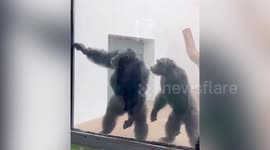 Chimpanzees at Chinese zoo overjoyed as they spot their childhood keeper