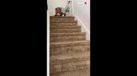'Playful dog has a new best friend... a flight of stairs'