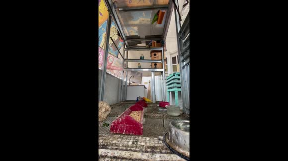 African Lovebirds’ Eating Show