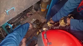Impressive three-meter long python is extracted from generator engine in Jakarta