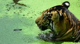 Rare black tiger captured on camera in eastern India
