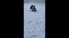 Miniature poodle Sammy doesn’t let snow stop him from sniffing around in the yard