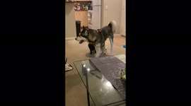 Getting ready for a walk while little brother wants to be incharge.