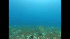 Blacktip reef Shark coming real close and not afraid (bonaire)