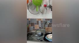 Green snake catches gecko and eats it inside man's kitchen