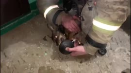 Firefighters rescued a toy terrier in Usolye-Sibirsky