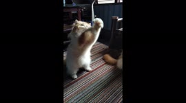 Dua kucing bernama Oishi dan Ichiro sedang bermain sedotan bergaya seperti petinju