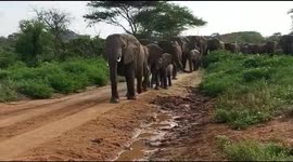Amboseli national park, Kenya. The majestic elephants taking a stroll.