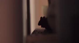 CUTE HOUSEMOUSE CLEANING ITSELF HIDDEN BEHIND FURNITURE - 4K