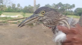 A rare variety of heron bit the rescuers when it was  was rescued from predators in South India