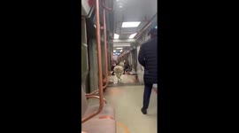 Alpaca spotted strolling through metro carriages in Moscow