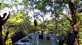 Wild monkey steals food from hotel guests in Costa Rica