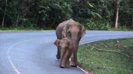 Mother elephant and her calf take stroll together in Thai national park
