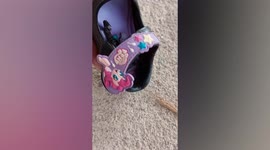 Venomous scorpion crawls into nursery student's shoe in Thailand