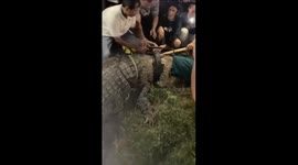 Huge crocodile with tyre around its neck for six years finally has it removed by brave Indonesian
