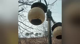 We're not bass-lighting! Live fish found in China street lamp