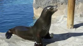 Sea lions see healthy habits
