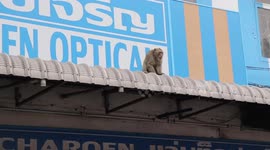 Rogue wild monkey terrorising Thai market attacks locals' pets