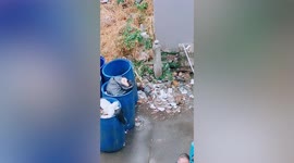 Hero passerby saves pet CAT from being eaten alive by wild snake