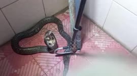 Snake found cooling off inside woman's toilet as start of summer heats up Thailand