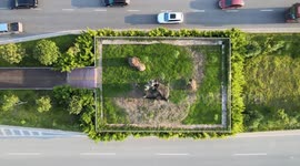 403-year-old almond tree surrounded by highway, died in Nanning, China