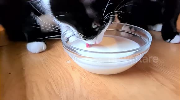 Two toxedo cats drinking milk in slow motion