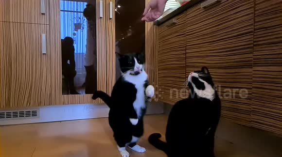 Two toxedo cats trainded to eat from the hands in slow motion