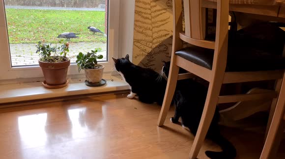 Two tuxedo cat reaction on the ravens