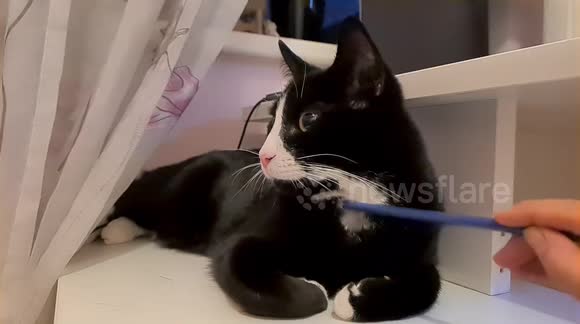 Tuxedo cat pencil reaction in slow motion