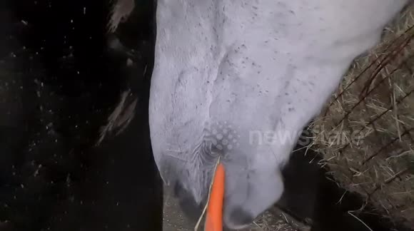 Horse eating carrot in slow motion