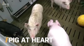 These Are the Pigs That Are Carrying Human Hearts for Transplant