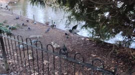 Hungry Squirrel Eating a Peanut and Enjoying it Loking for more