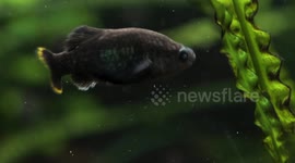 A fish that became extinct in Mexico more than 15 years ago has been reintroduced to its former stronghold in Chester Zoo, UK