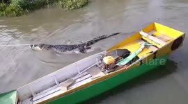 Indonesian local catch 10 crocodiles terrorizing fisherman and preying on livestock