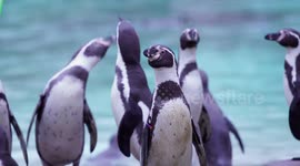Yearly stocktake at London Zoo, UK: counting animals for the first time in 2022