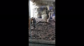 Mum carries her Sumatran tiger cub inside before it takes first steps in London Zoo, UK