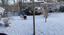 My two dogs playing in the snow. They go completely nuts, it's lovely to see